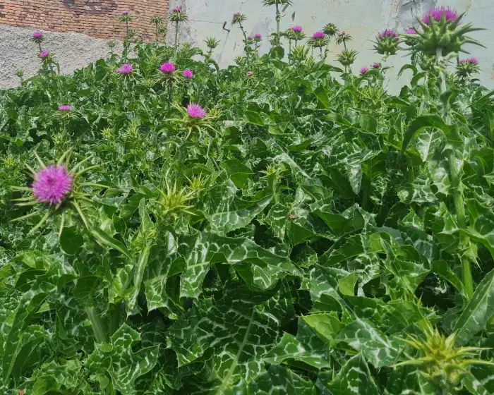 Milk Thistle Powder